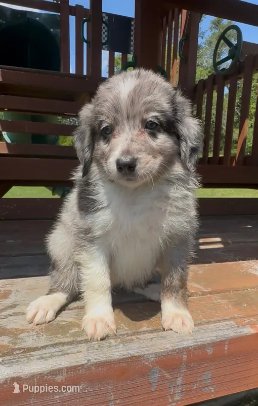 Gray – Miniature Australian Shepherd puppy for sale in Leicester, NC