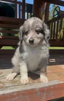 Gray, a female Miniature Australian Shepherd for sale in Leicester, NC – 1 of 3