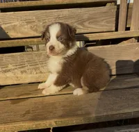 Patriot, a female Miniature Australian Shepherd for sale in Leicester, NC – 1 of 2