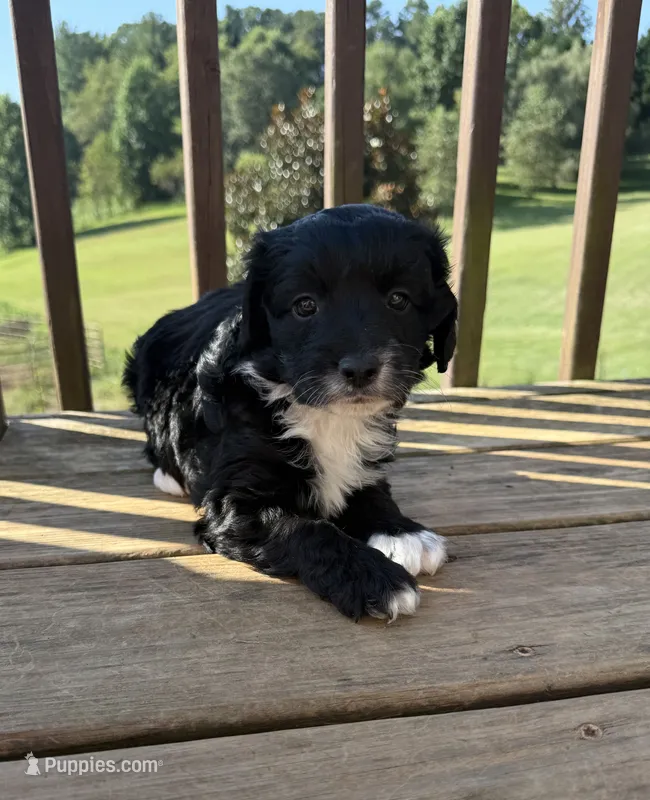 Ellie – Miniature Aussiedoodle puppy for sale in Leicester, NC