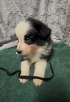 Black, a male Miniature Australian Shepherd for sale in Leicester, NC – 3 of 3