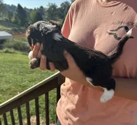 Leicester , a male Miniature Aussiedoodle for sale in Leicester, NC – 3 of 3