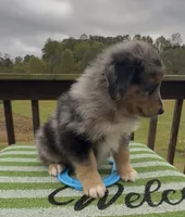 Bronco, a male Miniature Australian Shepherd for sale in Leicester, NC – 2 of 3