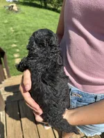 Reese, a female Miniature Aussiedoodle for sale in Leicester, NC – 2 of 4