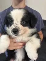 Black, a male Australian Shepherd for sale in Leicester, NC – 2 of 5