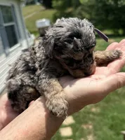 Pedro, a male Miniature Goldendoodle for sale in Leicester, NC – 2 of 4