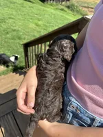 Arizona, a female Miniature Aussiedoodle for sale in Leicester, NC – 3 of 4