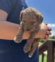 Haggard, a male Miniature Goldendoodle for sale in Leicester, NC – 2 of 3