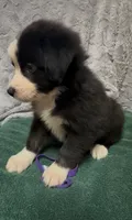 Purple, a female Miniature Australian Shepherd for sale in Leicester, NC – 2 of 3