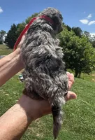 Romeo, a male Miniature Goldendoodle for sale in Leicester, NC – 2 of 3