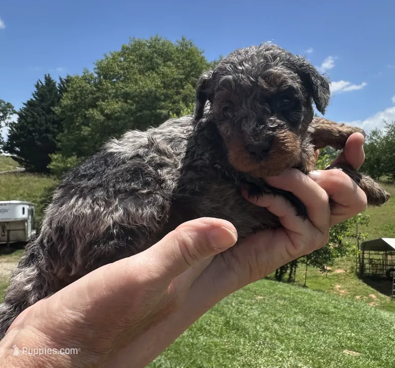 Romeo – Miniature Goldendoodle puppy for sale in Leicester, NC