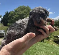 Romeo, a male Miniature Goldendoodle for sale in Leicester, NC – 1 of 3