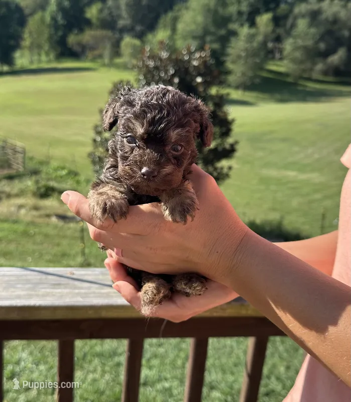 Asheville  – Miniature Aussiedoodle puppy for sale in Leicester, NC