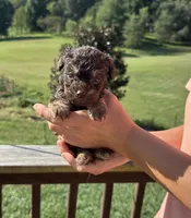 Asheville , a female Miniature Aussiedoodle for sale in Leicester, NC – 1 of 2