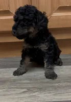 Birdie, a female Miniature Goldendoodle for sale in Leicester, NC – 3 of 3
