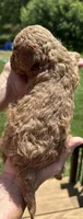 Haggard, a male Miniature Goldendoodle for sale in Leicester, NC – 3 of 3