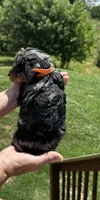 Merle, a male Miniature Goldendoodle for sale in Leicester, NC – 2 of 3