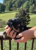 Shelby, a female Miniature Aussiedoodle for sale in Leicester, NC – 3 of 3