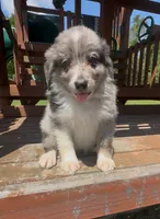 Gray, a female Miniature Australian Shepherd for sale in Leicester, NC – 2 of 3