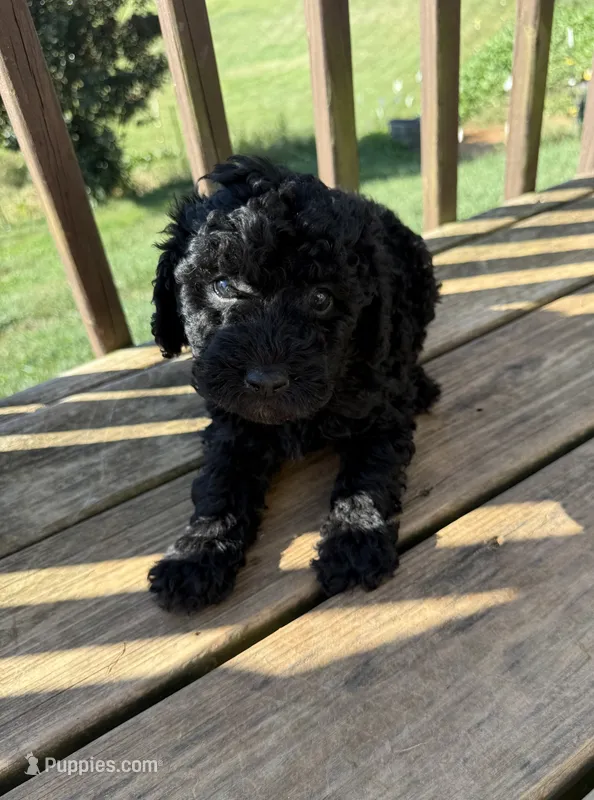Reese – Miniature Aussiedoodle puppy for sale in Leicester, NC