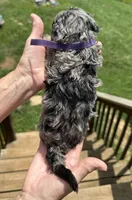 Pedro, a male Miniature Goldendoodle for sale in Leicester, NC – 4 of 4