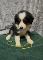 Yellow, a female Miniature Australian Shepherd for sale in Leicester, NC – 2 of 3
