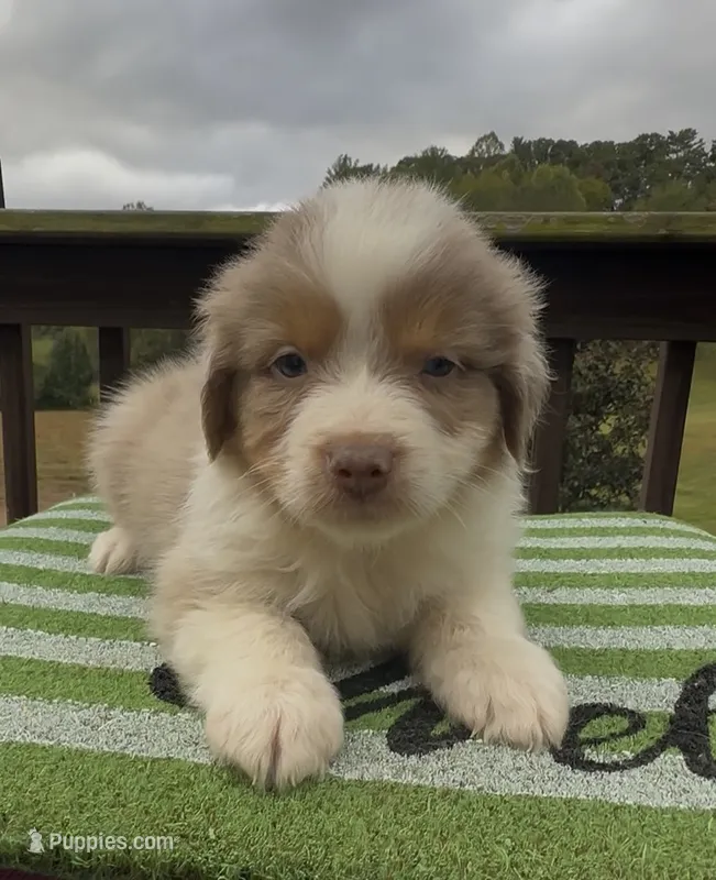Falcon – Miniature Australian Shepherd puppy for sale in Leicester, NC