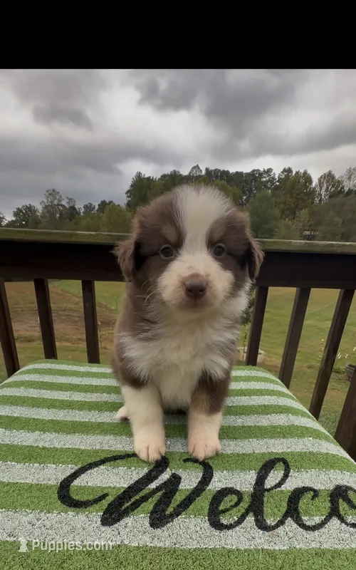 Patriot – Miniature Australian Shepherd puppy for sale in Leicester, NC