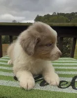 Falcon, a male Miniature Australian Shepherd for sale in Leicester, NC – 2 of 2
