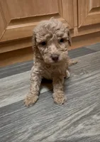 Coco, a female Miniature Goldendoodle for sale in Leicester, NC – 1 of 2