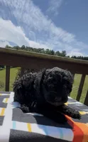 Reese, a female Miniature Aussiedoodle for sale in Leicester, NC – 3 of 4
