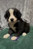 Purple, a female Miniature Australian Shepherd for sale in Leicester, NC – 3 of 3