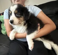 Yellow, a female Australian Shepherd for sale in Leicester, NC – 2 of 5