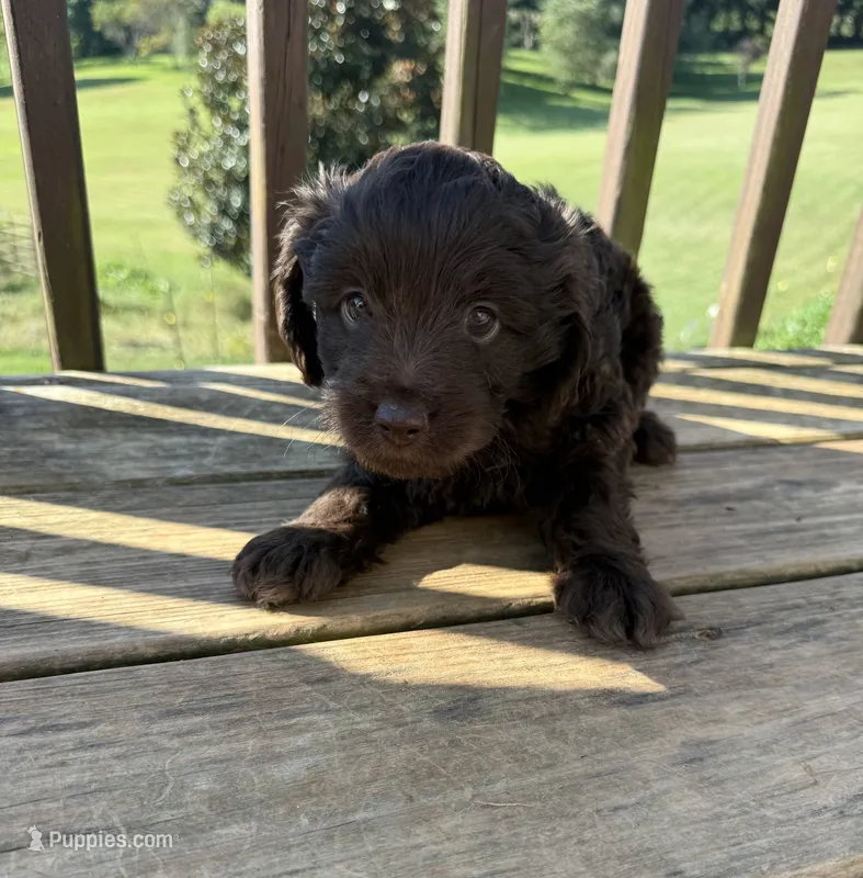 Arizona – Miniature Aussiedoodle puppy for sale in Leicester, NC
