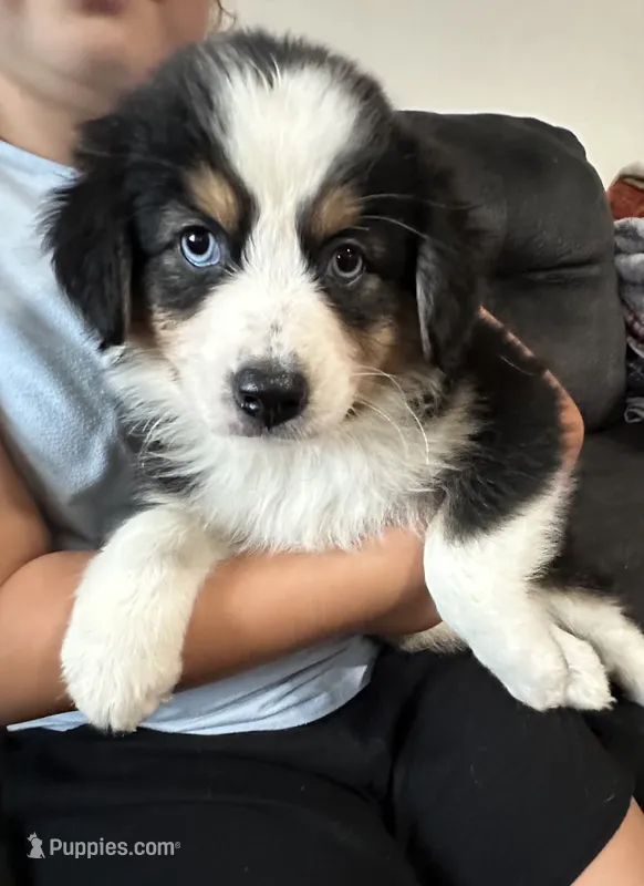 Yellow – Miniature Australian Shepherd puppy for sale in Leicester, NC