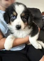 Yellow, a female Australian Shepherd for sale in Leicester, NC – 1 of 5