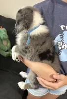 Blue, a female Miniature Australian Shepherd for sale in Leicester, NC – 2 of 3