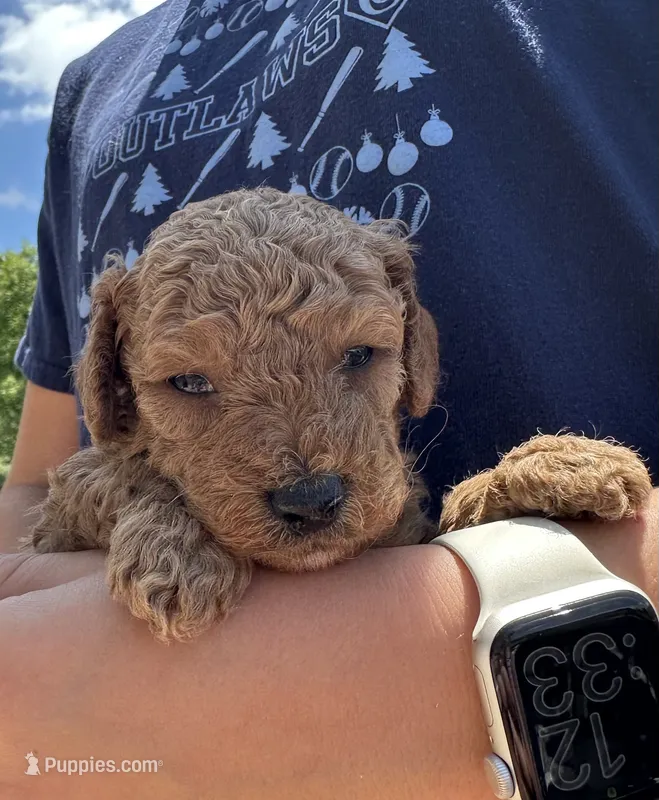 Haggard – Miniature Goldendoodle puppy for sale in Leicester, NC