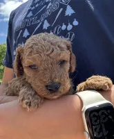 Haggard, a male Miniature Goldendoodle for sale in Leicester, NC – 1 of 3