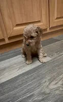 Cremella, a female Miniature Goldendoodle for sale in Leicester, NC – 2 of 3
