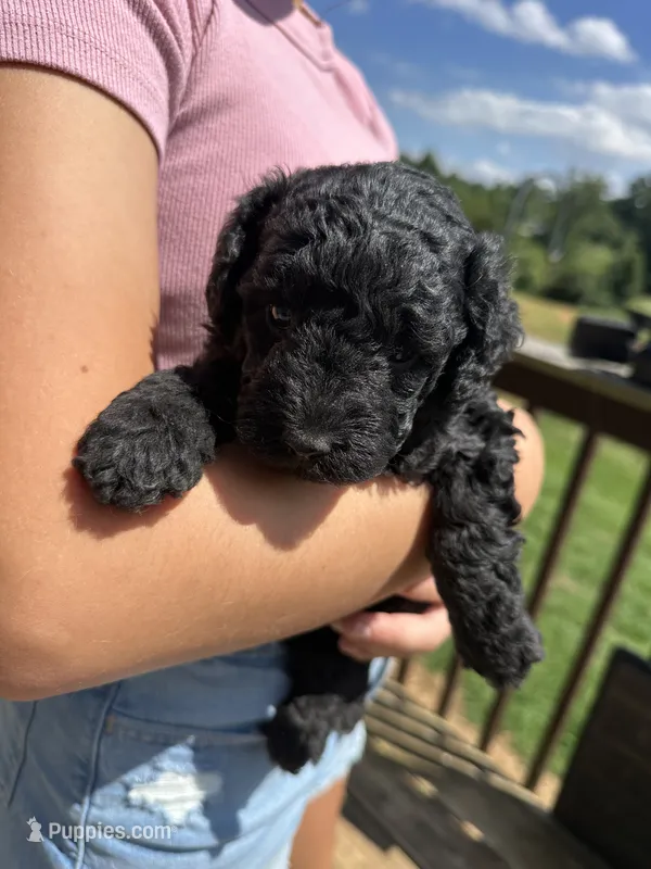 Reese – Miniature Aussiedoodle puppy for sale in Leicester, NC
