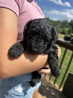 Reese, a female Miniature Aussiedoodle for sale in Leicester, NC – 1 of 4