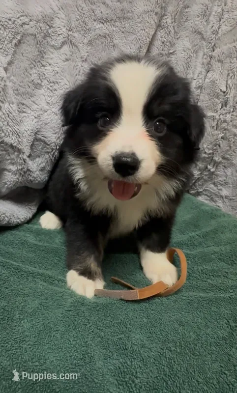Brown – Miniature Australian Shepherd puppy for sale in Leicester, NC