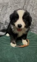 Brown, a female Miniature Australian Shepherd for sale in Leicester, NC – 1 of 1