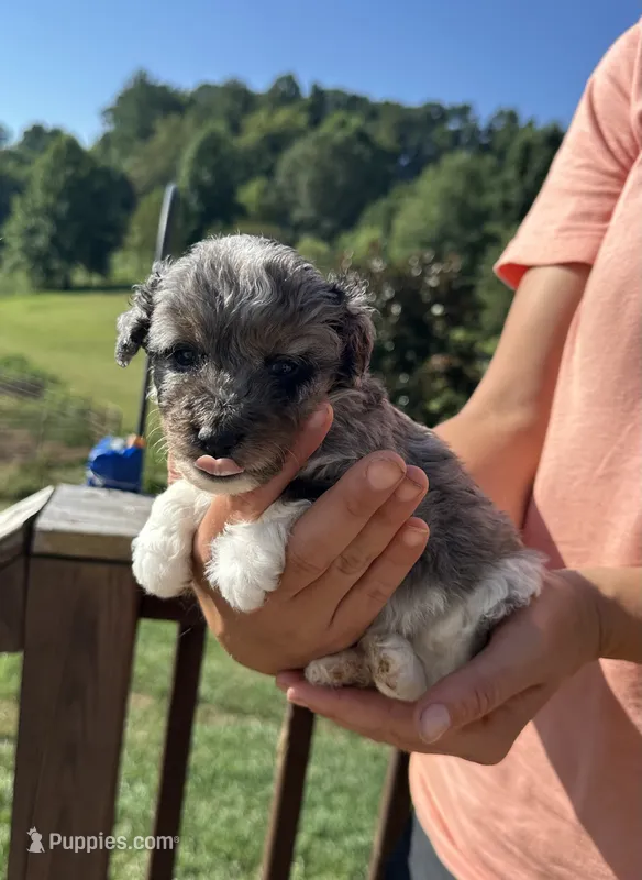 Charlotte – Miniature Aussiedoodle puppy for sale in Leicester, NC
