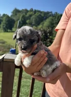 Charlotte, a female Miniature Aussiedoodle for sale in Leicester, NC – 1 of 3