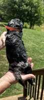 Merle, a male Miniature Goldendoodle for sale in Leicester, NC – 3 of 3