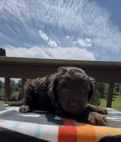 Arizona, a female Miniature Aussiedoodle for sale in Leicester, NC – 4 of 4