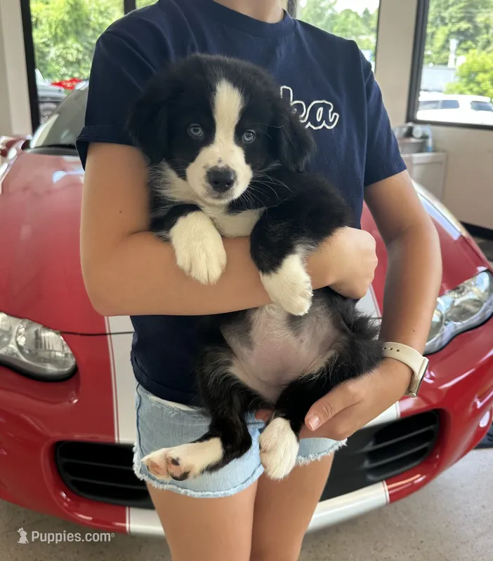 Purple – Australian Shepherd puppy for sale in Leicester, NC