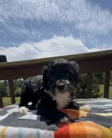 Ellie, a female Miniature Aussiedoodle for sale in Leicester, NC – 3 of 4